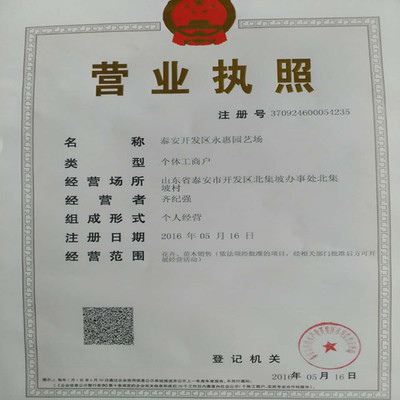 紅顏草莓苗——山東基地直銷，品質與服務的雙重保障